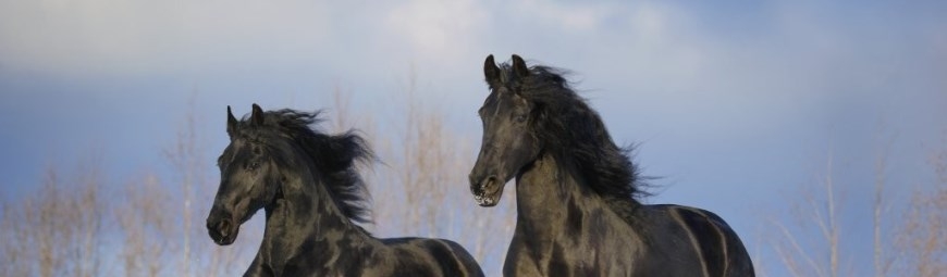 Friese paard