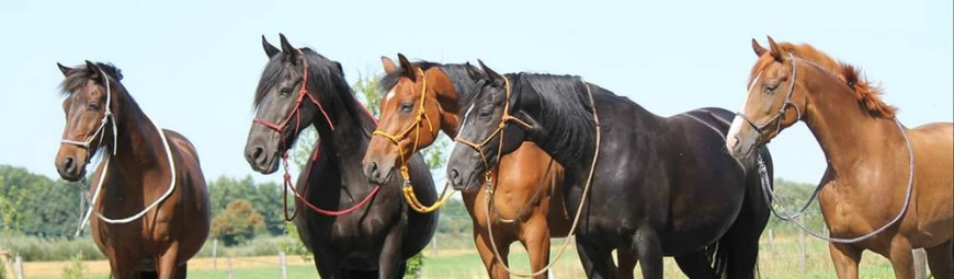 Natural Horsemanship