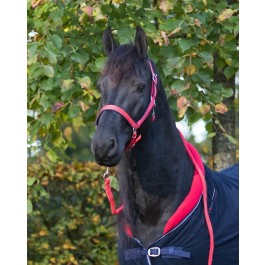 QHP halsterset Friesian